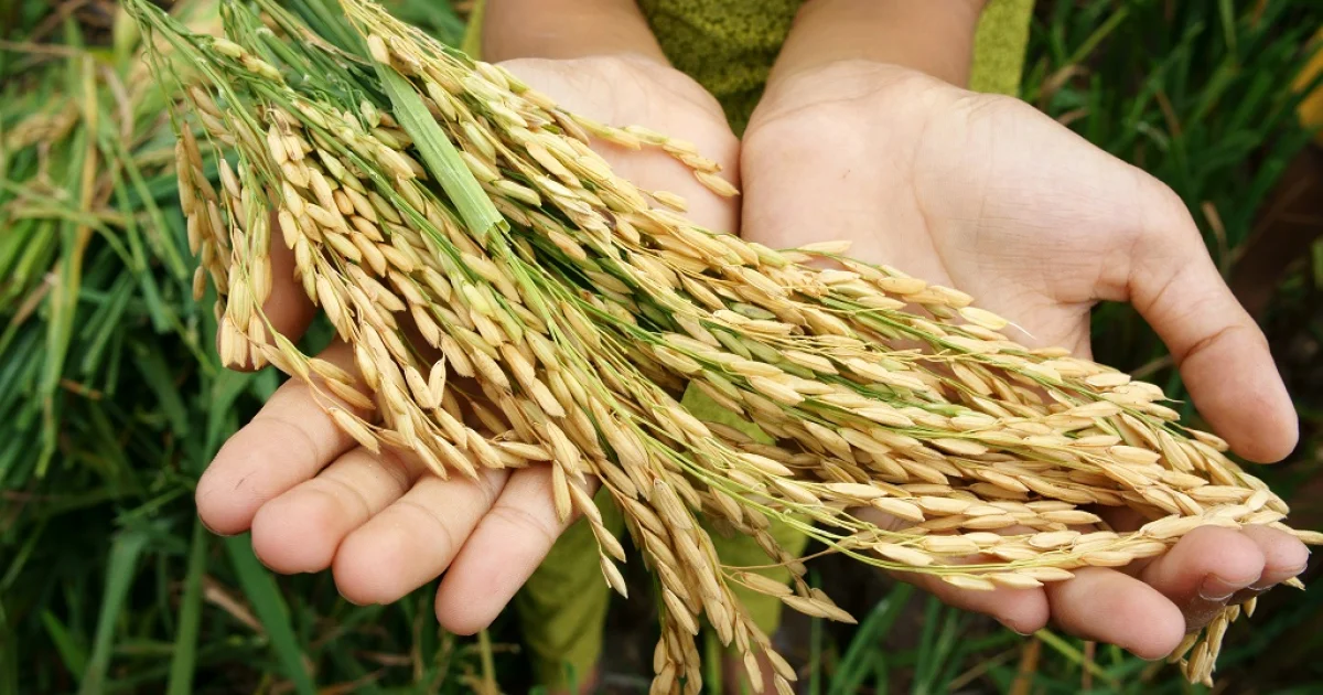 Ketahanan Pangan RI Dipastikan Stabil Sepanjang 2026