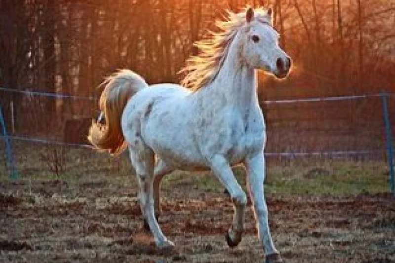 Terungkap! Ini Rahasia Unik di Balik Ringkikan Kuda