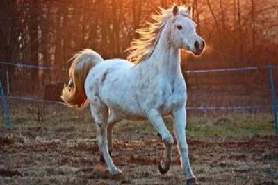 Terungkap! Ini Rahasia Unik di Balik Ringkikan Kuda